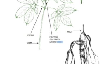 New Ginseng Regulations Take Effect July 1 in Missouri